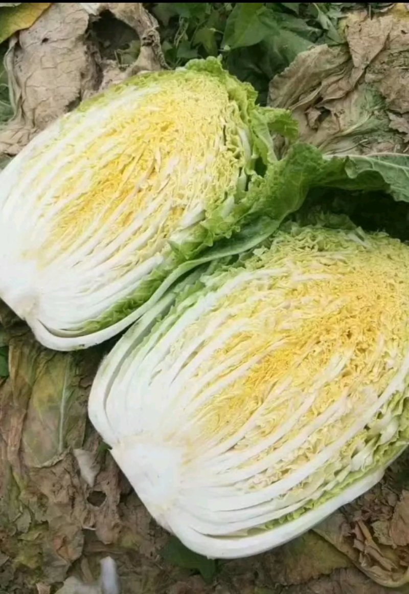 山东滕州黄心白菜大白菜大量供应产地直发货源充足
