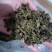 丁香叶子泡茶