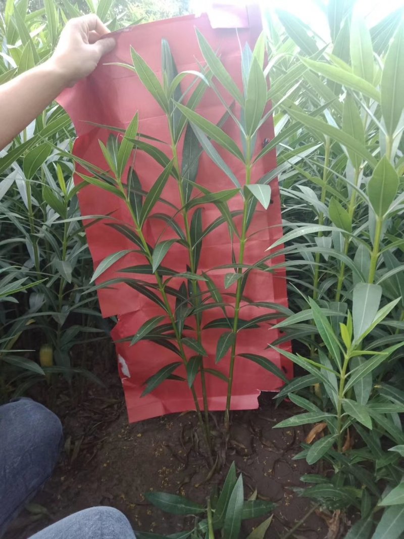 鄢陵夹竹桃杯苗，地苗，常年销售，量大优惠