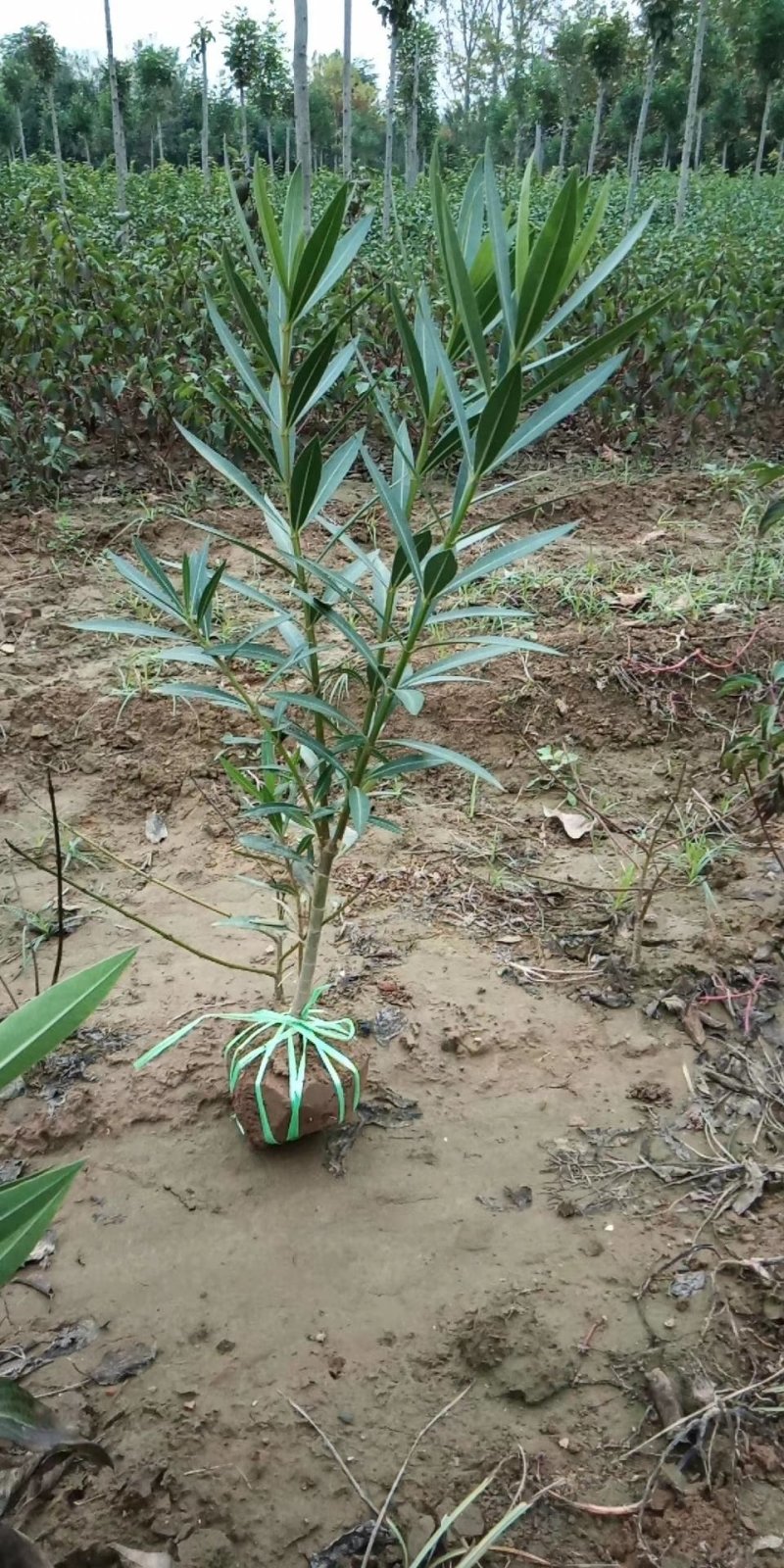 鄢陵夹竹桃杯苗，地苗，常年销售，量大优惠