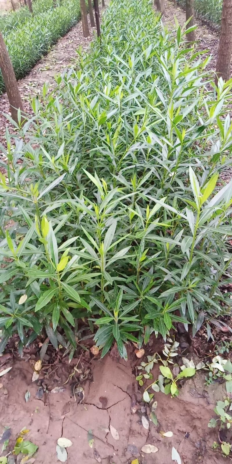 鄢陵夹竹桃杯苗，地苗，常年销售，量大优惠