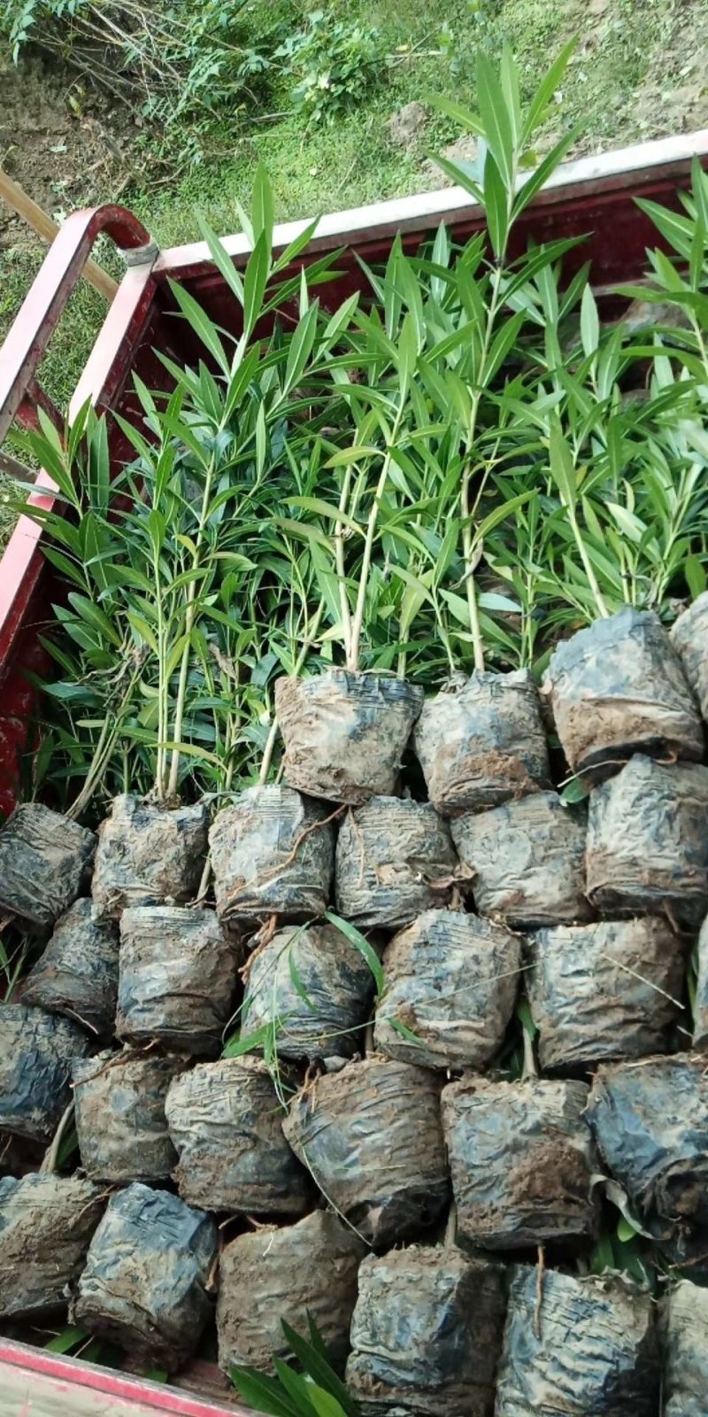 鄢陵夹竹桃杯苗，地苗，常年销售，量大优惠
