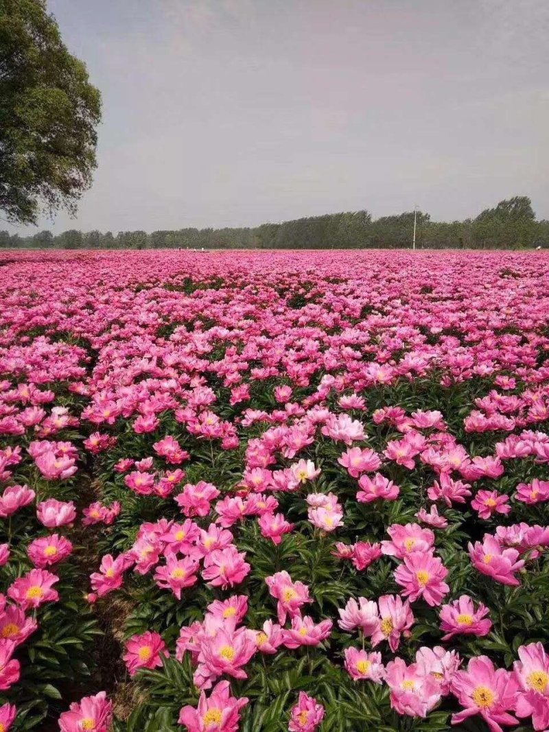 白芍种苗