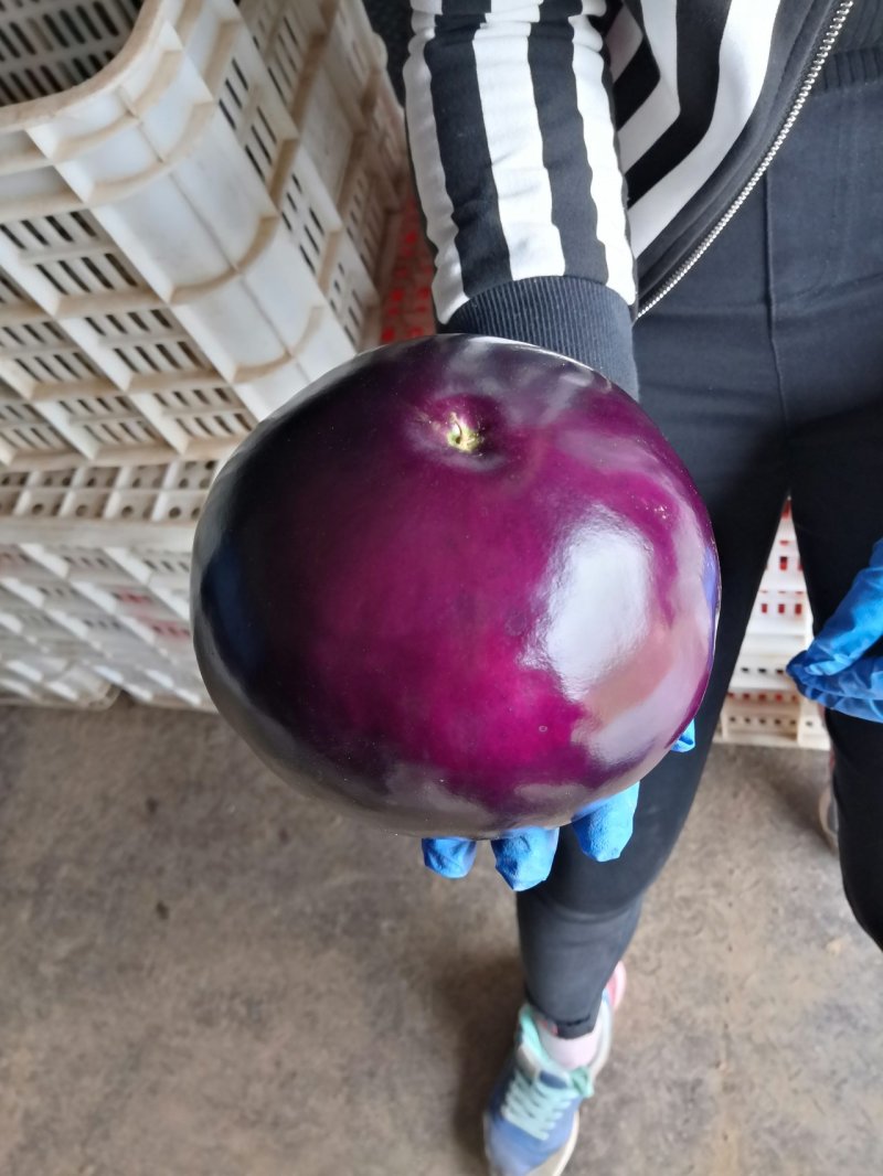 大量紫光圆茄，质量保证诚信代收，货源充足