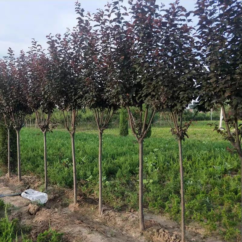 紫叶李苗圃大量出售0.5-8公分粗紫叶李