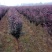 紫叶李苗圃大量出售0.5-8公分粗紫叶李