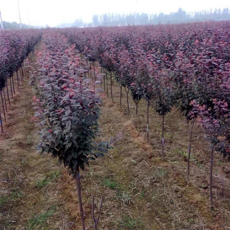 紫叶李苗圃大量出售0.5-8公分粗紫叶李