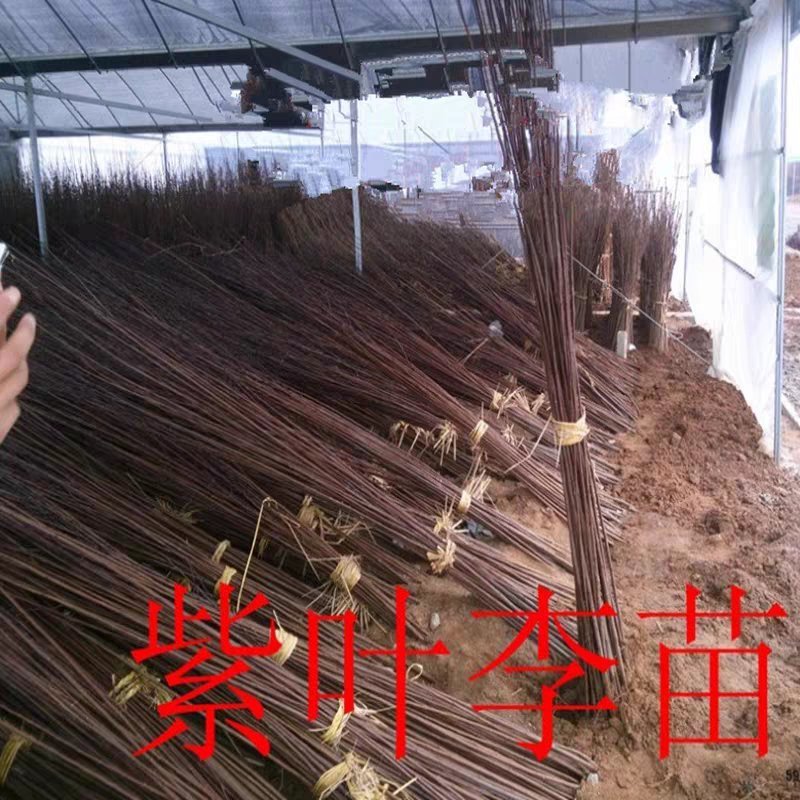 紫叶李苗圃大量出售0.5-8公分粗紫叶李