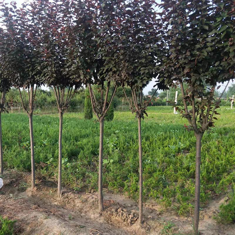 紫叶李苗圃大量出售0.5-8公分粗紫叶李