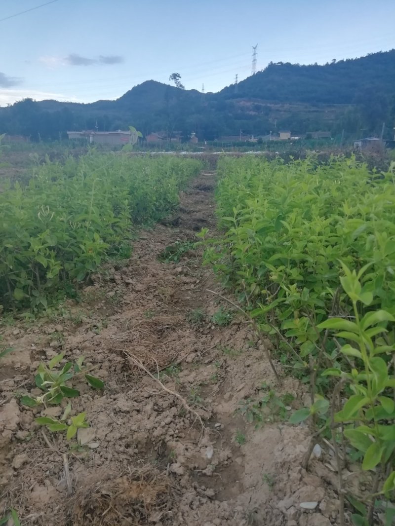 金银花种苗，量大从优，有意者联系