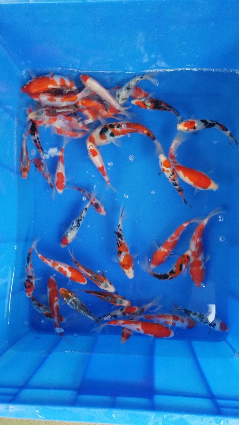锦鲤小精品鱼
