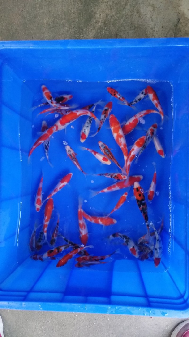 锦鲤小精品鱼