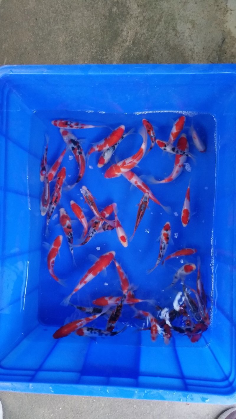 锦鲤小精品鱼