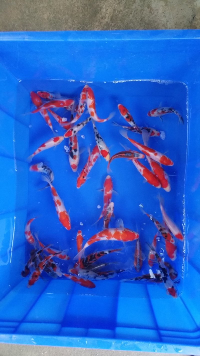 锦鲤小精品鱼