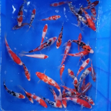 锦鲤小精品鱼
