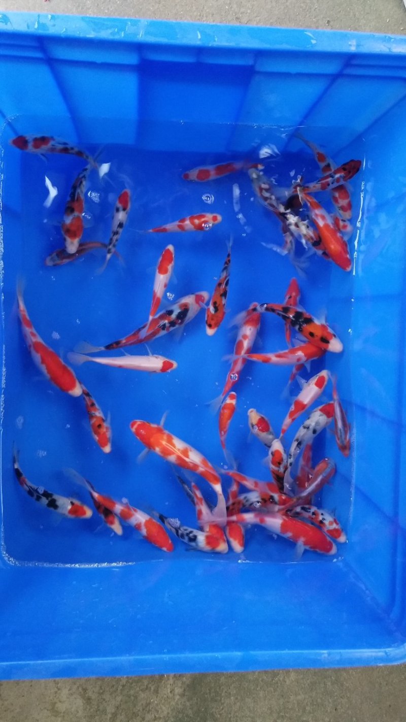 锦鲤小精品鱼