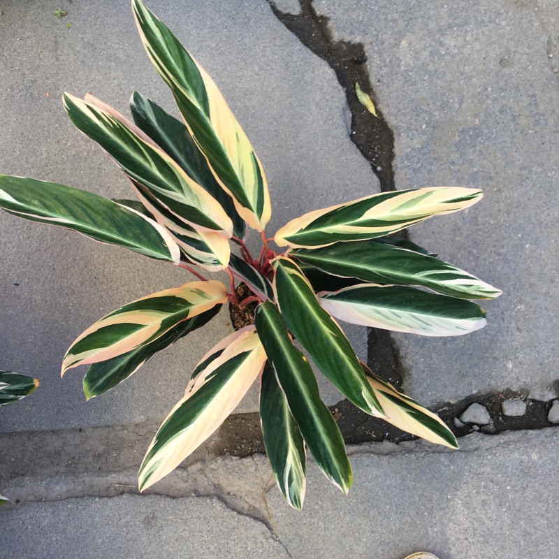 七彩竹芋盆栽绿化工程均可福建直销叶片多量大更优惠