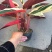 七彩竹芋盆栽绿化工程均可福建直销叶片多量大更优惠
