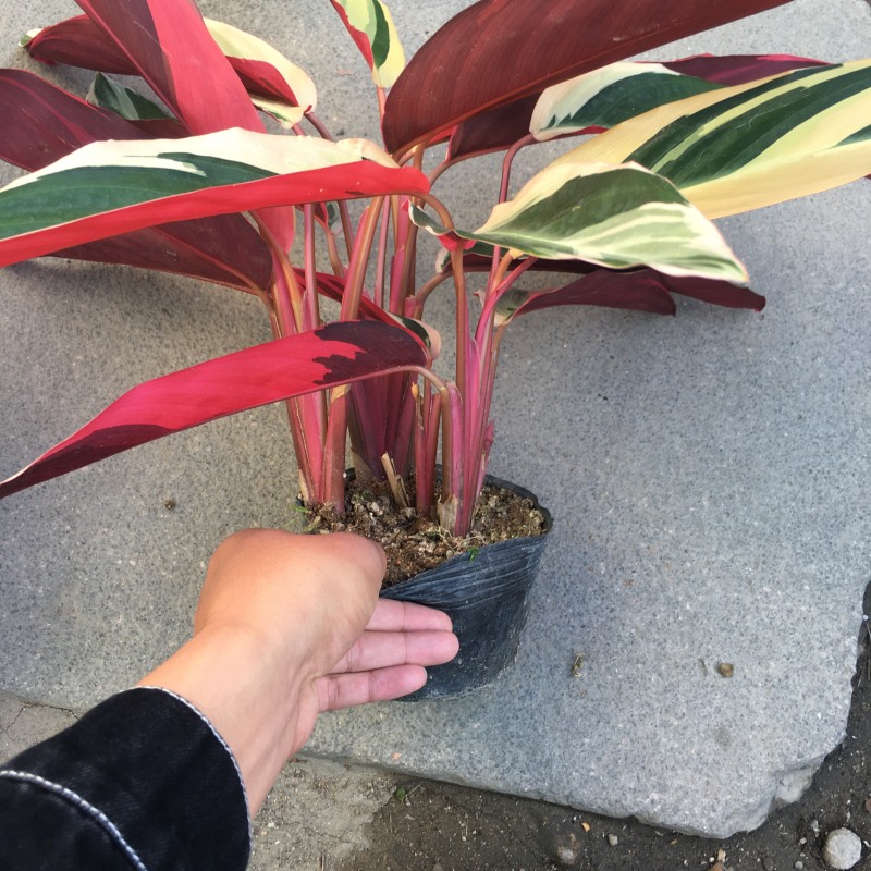 七彩竹芋盆栽绿化工程均可福建直销叶片多量大更优惠