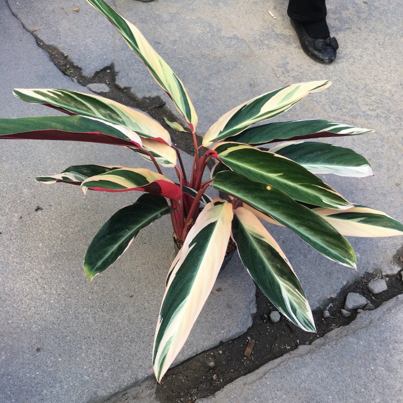 七彩竹芋盆栽绿化工程均可福建直销叶片多量大更优惠