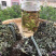 新茶野生花草茶云南特产茶叶野生小山茶东紫苏梭罗茶散称凉茶
