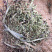 新茶野生花草茶云南特产茶叶野生小山茶东紫苏梭罗茶散称凉茶