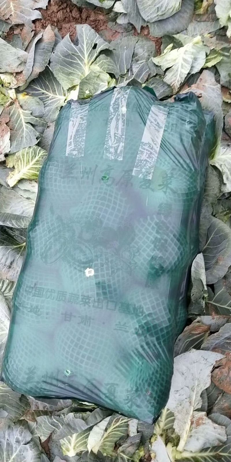 甘蓝，包菜，基地直供，质量好，适合各地客户需求