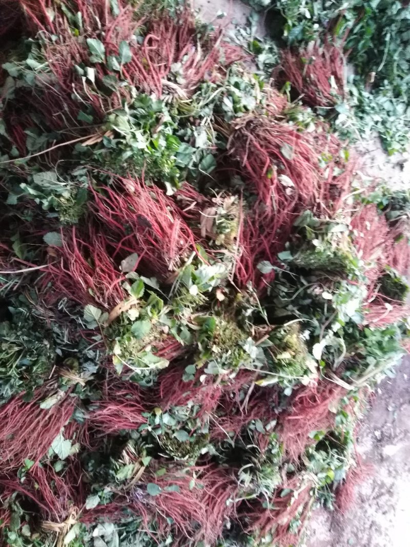 优质丹参苗，质优价廉，免费提供技术，保回收。