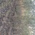 沙枣树各种规格长年供应沙枣枣树苗南北方种植盆栽地栽果树苗