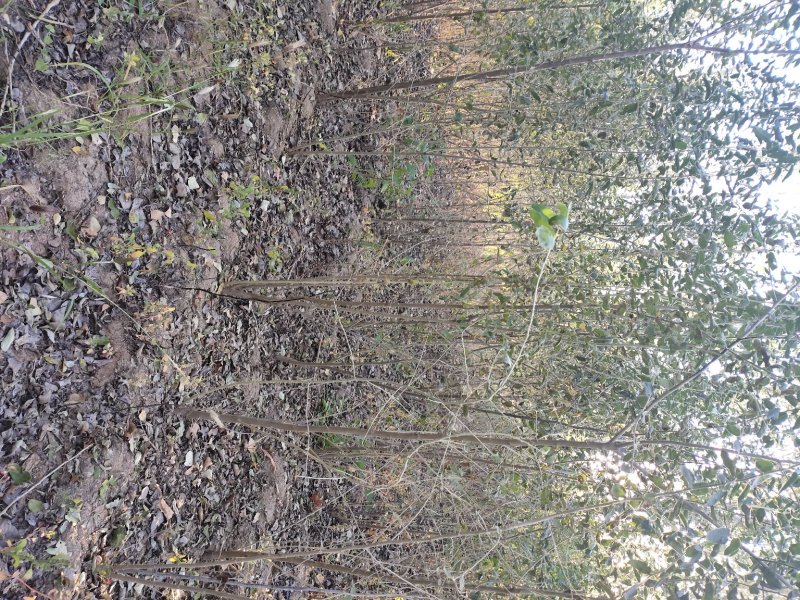沙枣树各种规格长年供应沙枣枣树苗南北方种植盆栽地栽果树苗