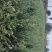 沙枣树各种规格长年供应沙枣枣树苗南北方种植盆栽地栽果树苗
