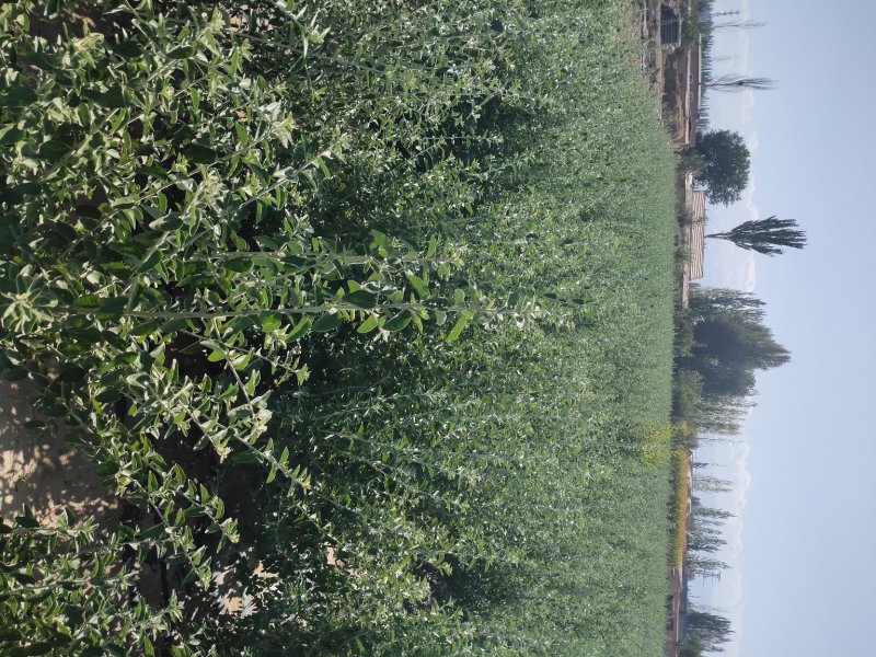 沙枣树各种规格长年供应沙枣枣树苗南北方种植盆栽地栽果树苗