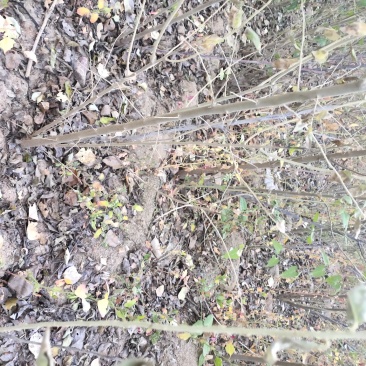 沙枣树各种规格长年供应沙枣枣树苗南北方种植盆栽地栽果树苗