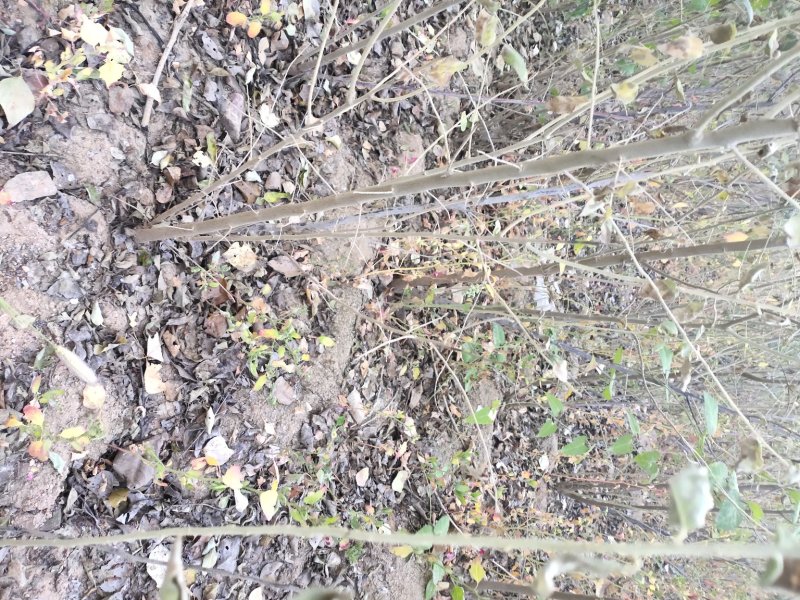 沙枣树各种规格长年供应沙枣枣树苗南北方种植盆栽地栽果树苗