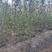 沙枣树各种规格长年供应沙枣枣树苗南北方种植盆栽地栽果树苗