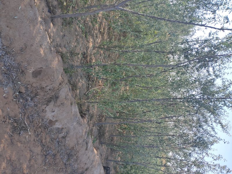 沙枣树各种规格长年供应沙枣枣树苗南北方种植盆栽地栽果树苗