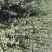 沙枣树各种规格长年供应沙枣枣树苗南北方种植盆栽地栽果树苗