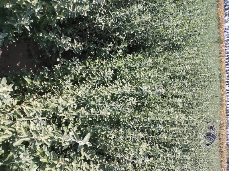 沙枣树各种规格长年供应沙枣枣树苗南北方种植盆栽地栽果树苗
