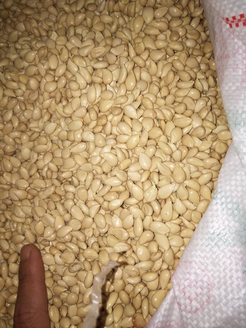 福建枳壳种子