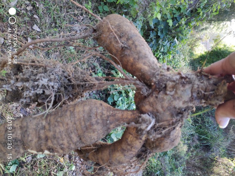 桂东深山天然野生葛根