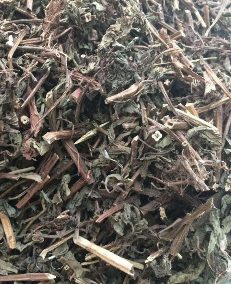 广西薄荷【包邮】三斤起发货可批量可零售量大从优