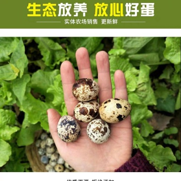 孕妇宝妈孩子补品处子散养鹌鹑蛋俺鹑蛋安纯蛋