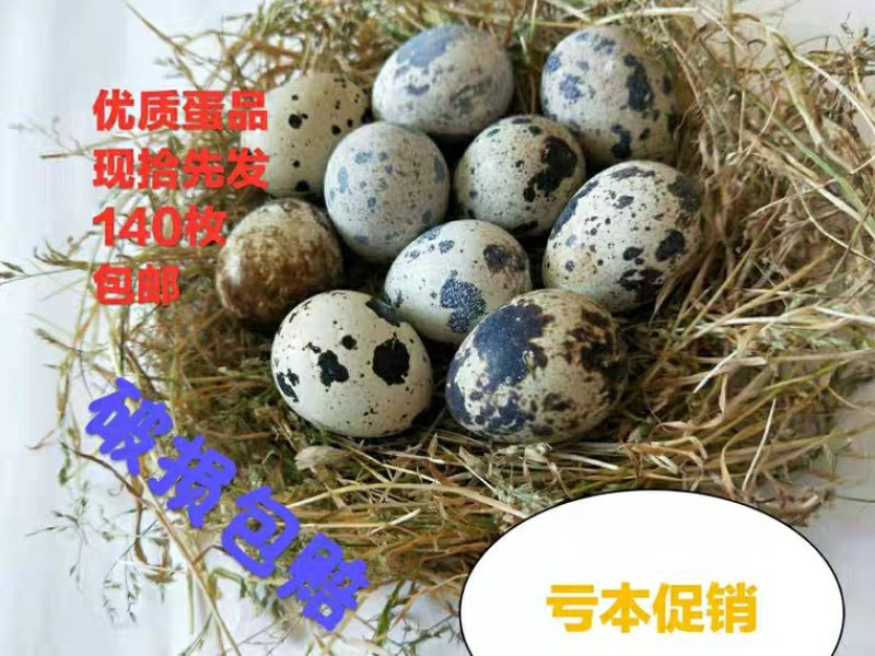 孕妇宝妈孩子补品处子散养鹌鹑蛋俺鹑蛋安纯蛋