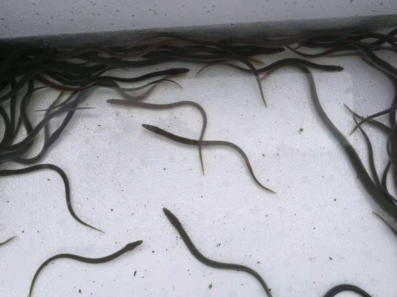 鳗鱼苗花鳗白鳝保质保量基地直供包路损