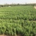 蜀桧冠幅大苗壮适合绿化工程，种植
