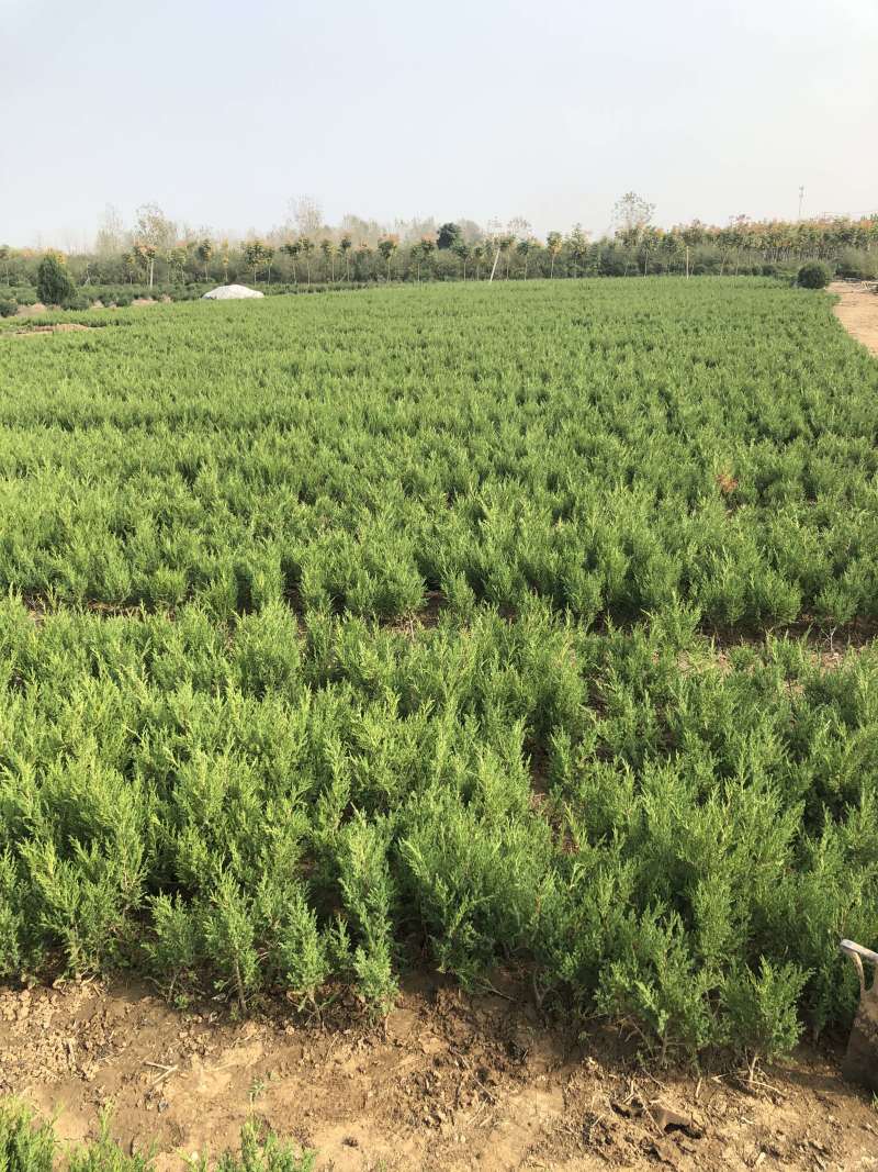 蜀桧冠幅大苗壮适合绿化工程，种植