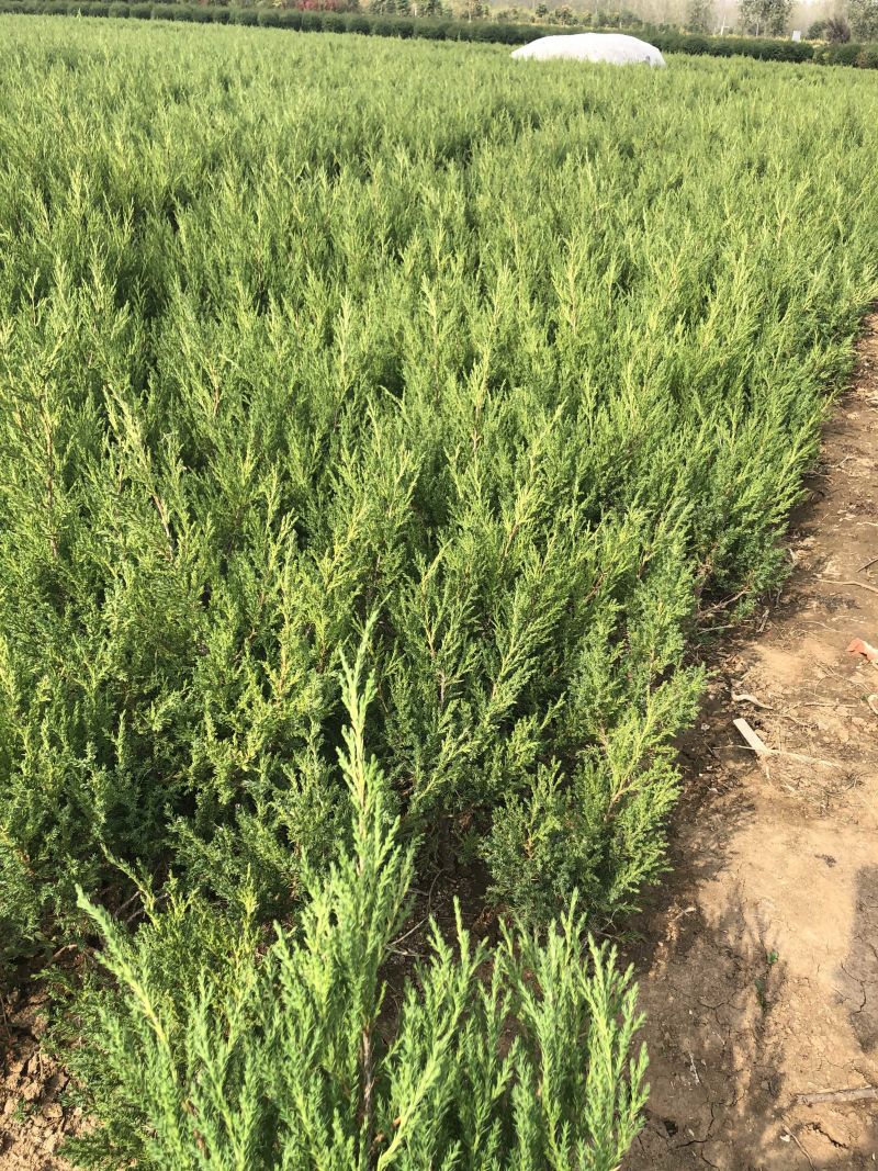 蜀桧冠幅大苗壮适合绿化工程，种植