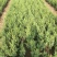 蜀桧冠幅大苗壮适合绿化工程，种植