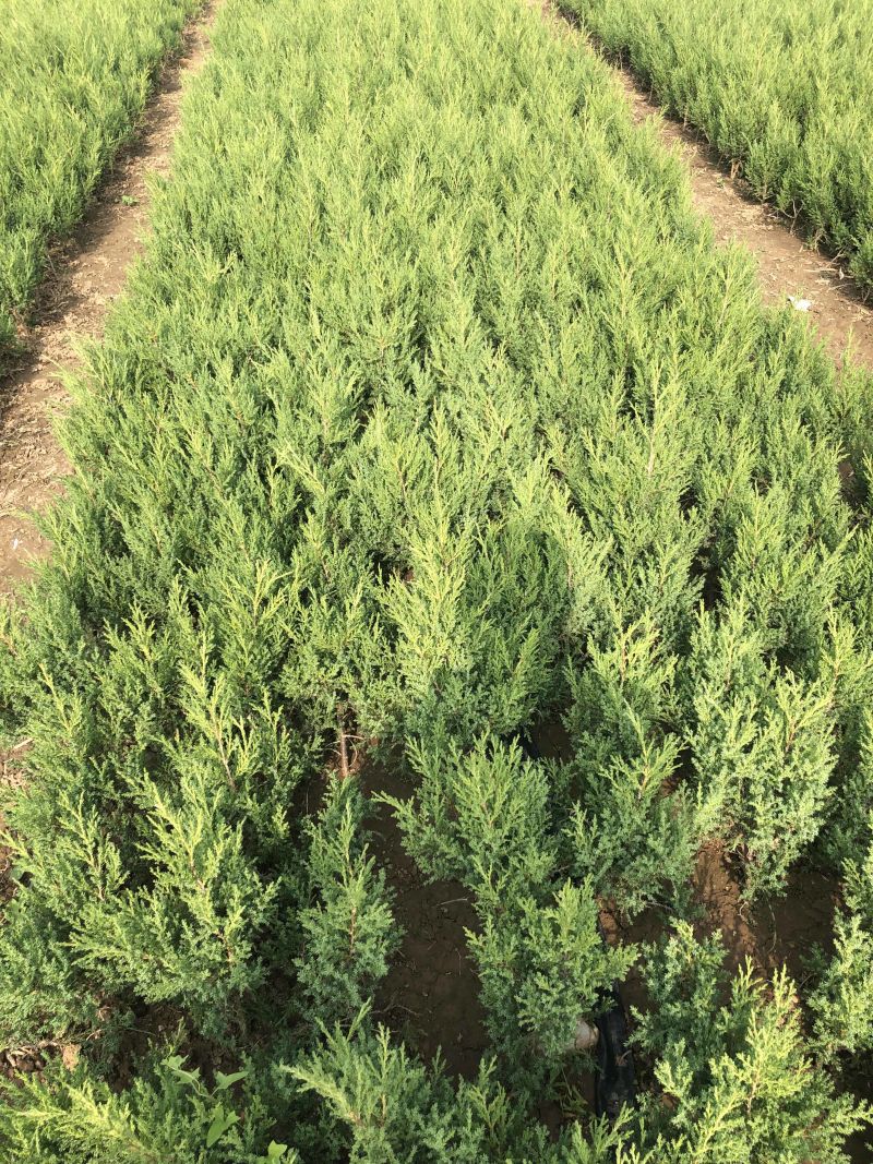 蜀桧冠幅大苗壮适合绿化工程，种植