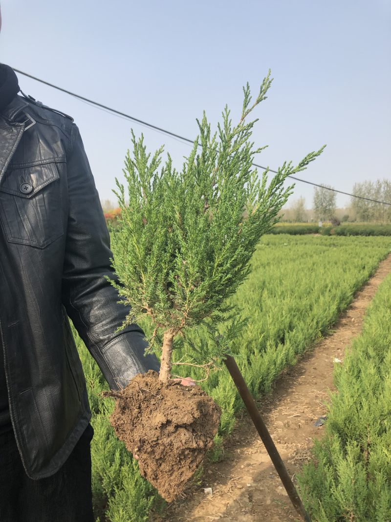 蜀桧冠幅大苗壮适合绿化工程，种植